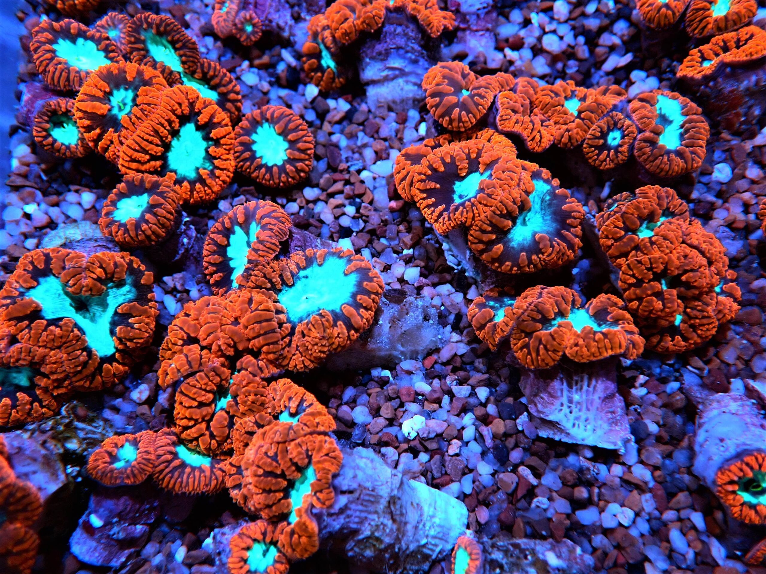 LPS: Blastomussa Wellsi; Ultra; Aus