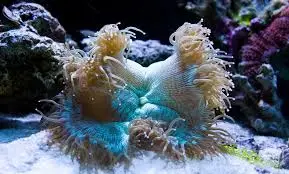 LPS: Elegance Coral; Green