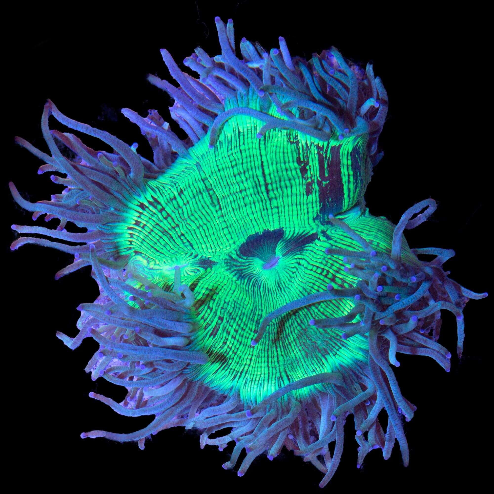 LPS: Elegance Coral; Green; Aust.