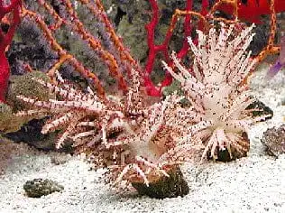 Soft Coral: Christmas Tree