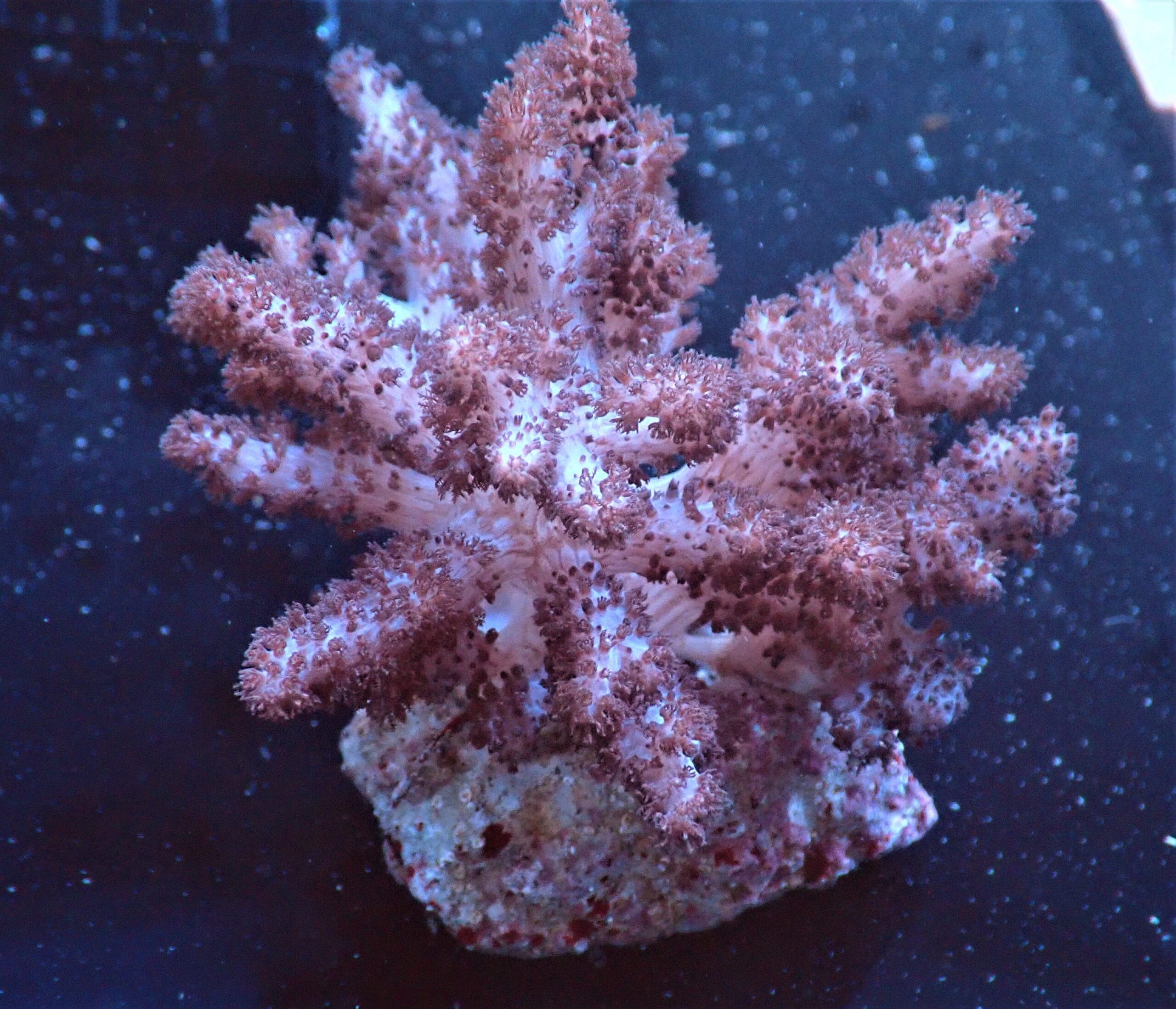 Soft Coral: Colt CULT