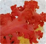 Soft Coral: Red / Orange Silk