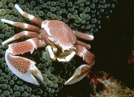 Crab: Anemone