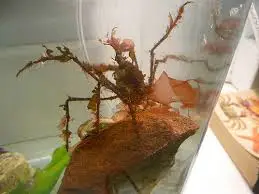 Crab: Frilly Arrow; Atl.