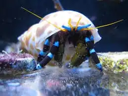 Crab: Neon Blue Stripe Hermit; Mar.