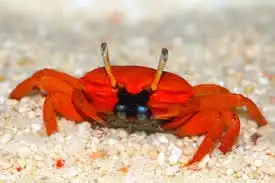 Crab: Red / Orange