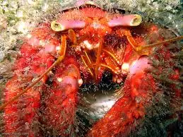 Crab: Red Hairy Hermit