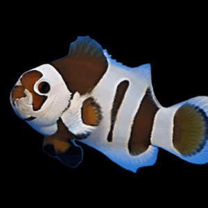 Clown: Mocha Storm Ocell; C.B.