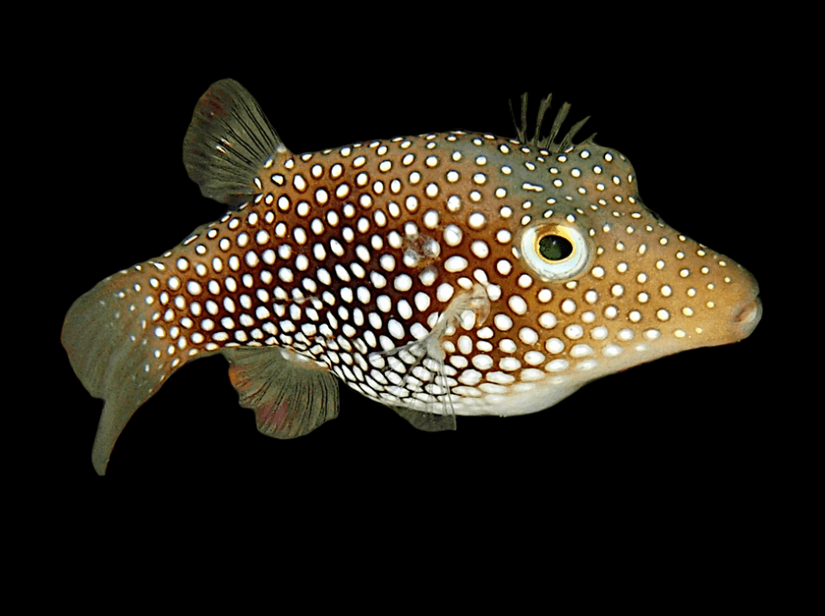 Puffer: Spotted Sharpnose;C.R.