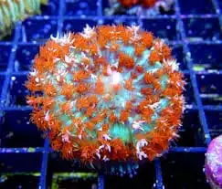 Mushroom: St Thomas;Red/Or. (1 plyp