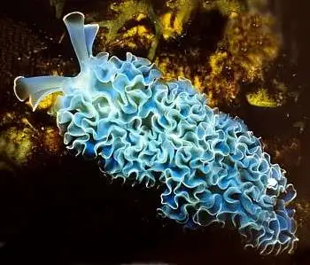 Nudi: Green Frilly(Lettuce)Slug; Atl