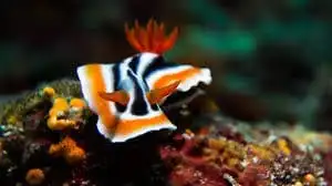 Nudi: Tricolor Sea Slug