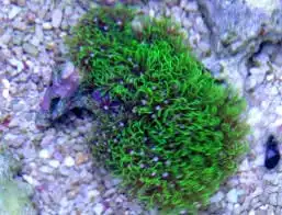 Polyp: Star; Metallic