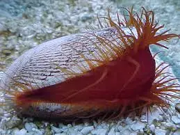 Shellfish: Flame Scallop; Atl.