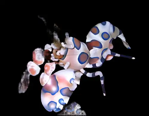Shrimp: Harlequin