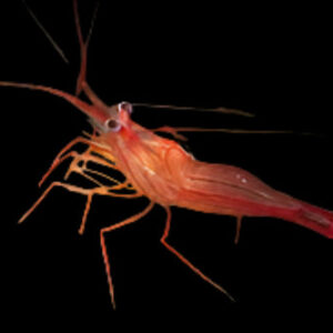 Shrimp: Peppermint; Atl.