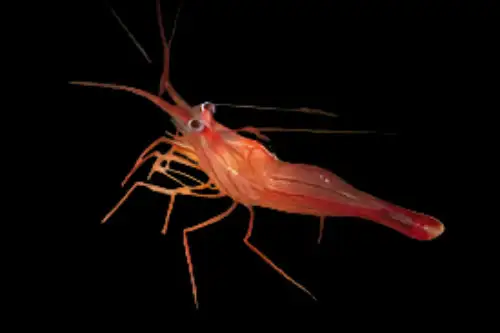 Shrimp: Peppermint; Atl.