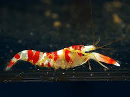 Shrimp: Pistol; Candy Stripe