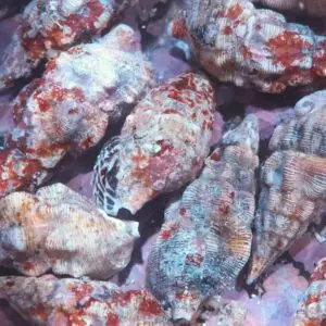 Snail: Cerith Coralline ATL