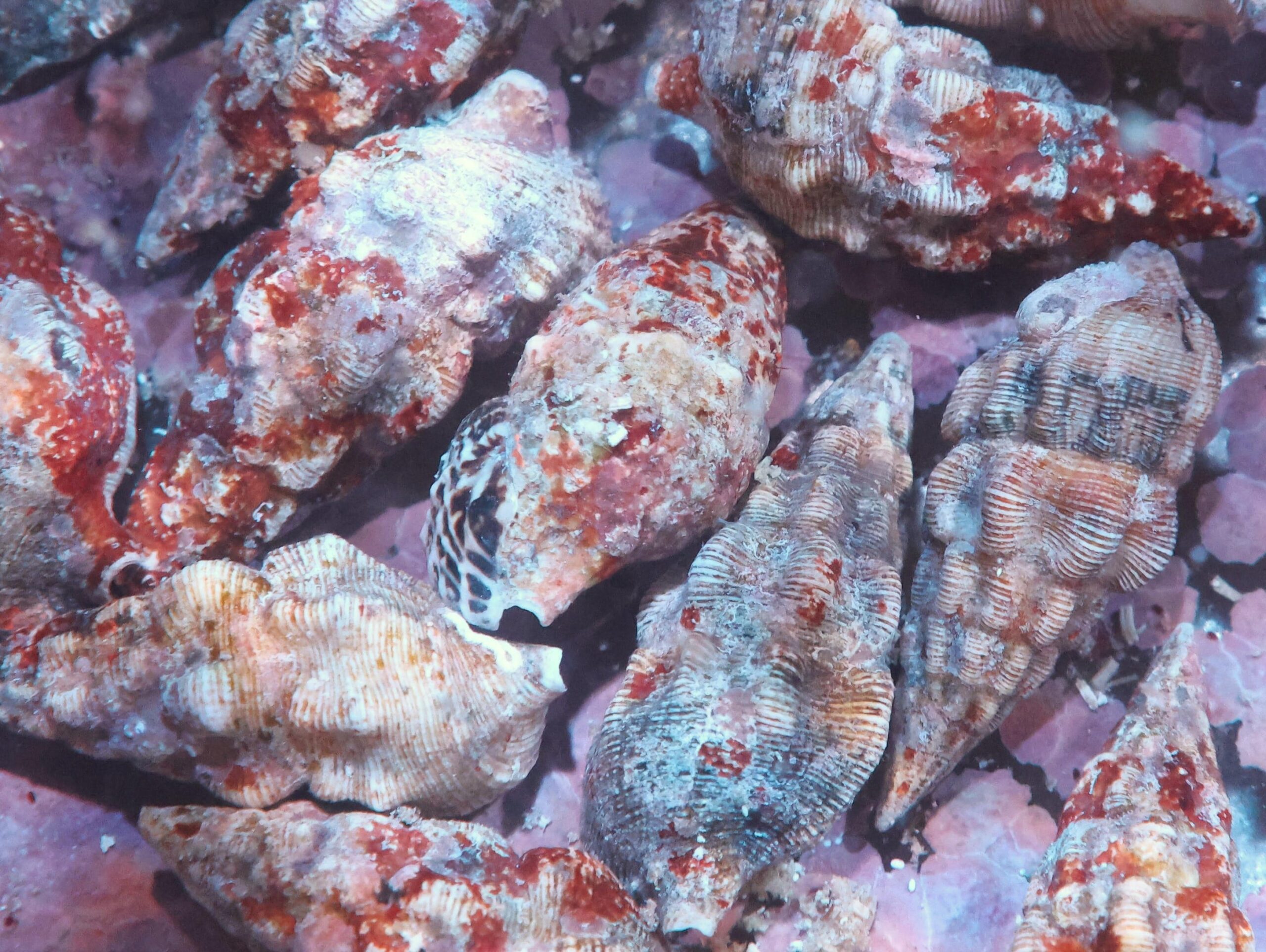 Snail: Cerith Coralline ATL