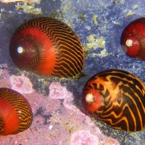 Snail: Nerite; Red