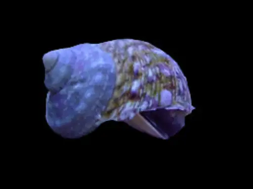 Snail: Tropical Turbo