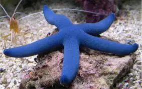 Starfish: Blue (Linkia)