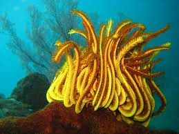 Starfish: Feather; Colored