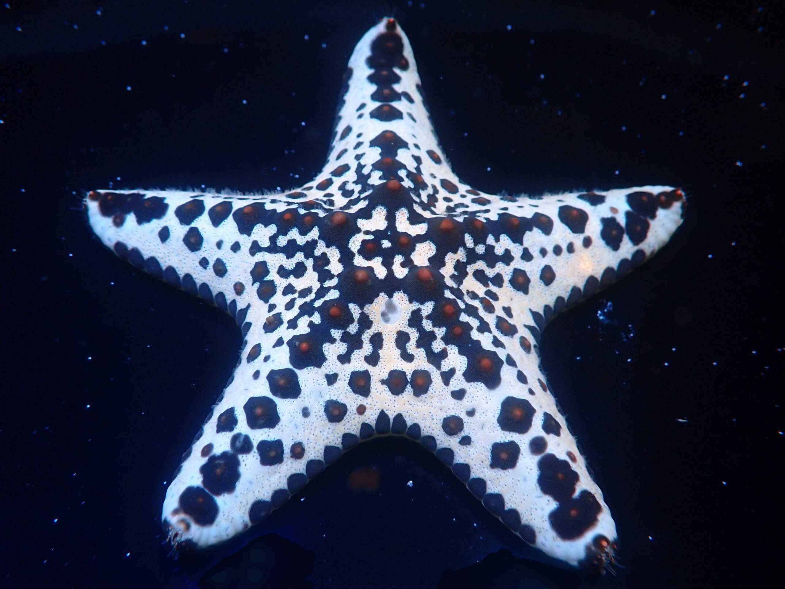 Starfish: General