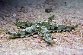 Starfish: White Sand; Fiji