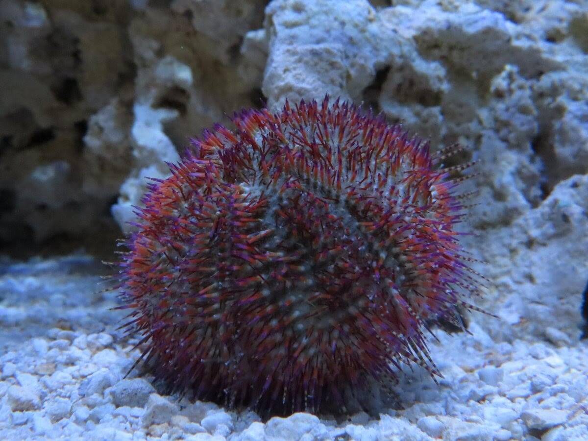 Urchin: Rose Pink