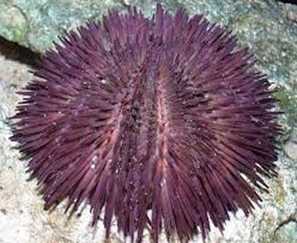Urchin: Pink; Atl.