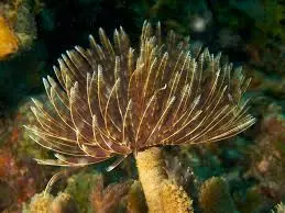 Worm: Feather Duster