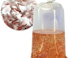 Misc. Invert: Artemia; Adult Brine 1/4 lb.