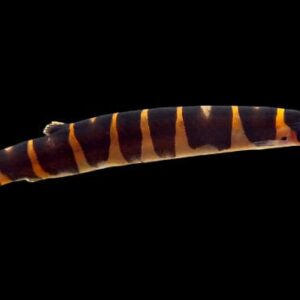 38:Loach Kuhli Banded