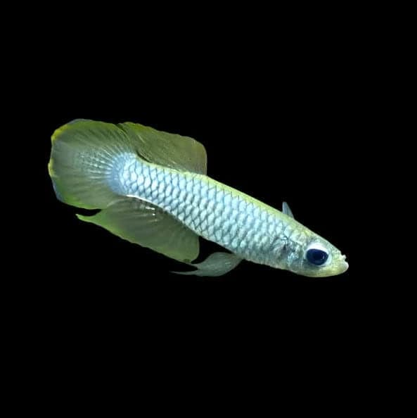 35:Killifish Norman's Lampeye