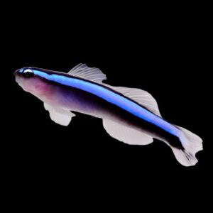 Goby: Bluestripe Neon; T.R