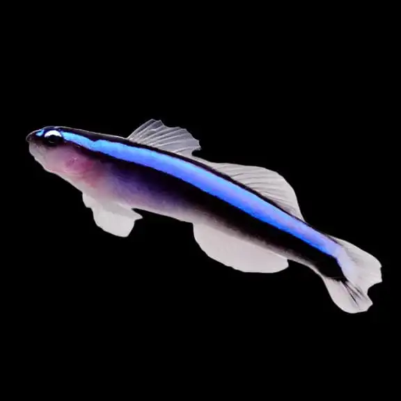 Goby: Bluestripe Neon; T.R