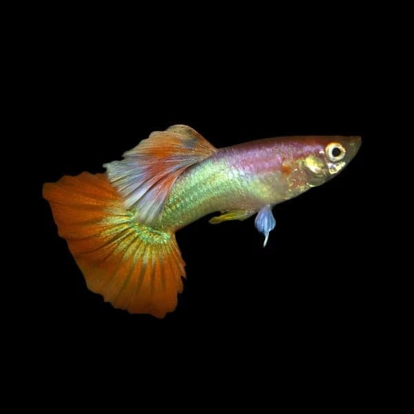 34:Guppy Pink Flamingo: Pair