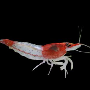 28:Shrimp Red Rili