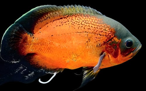 22:Cichlid Oscar Red