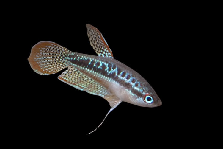 32:Gourami Sparkling