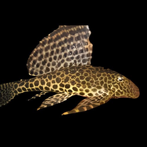 42:Pleco L-001 Spotted Sailfin