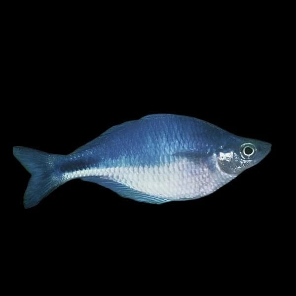 43:Rainbowfish Turquoise