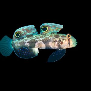 Goby: Twinspot (Signal)