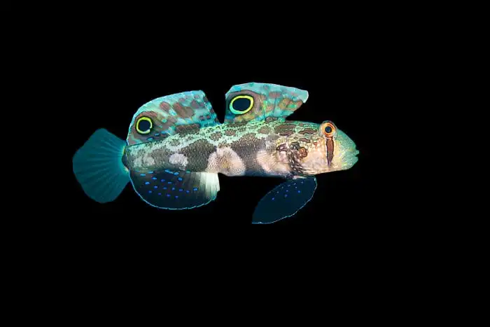 Goby: Twinspot (Signal)