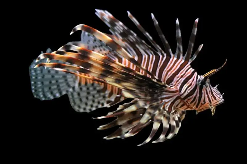 Lion: Volitan; Africa