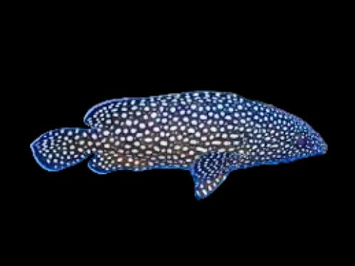 Grouper: White Spotted