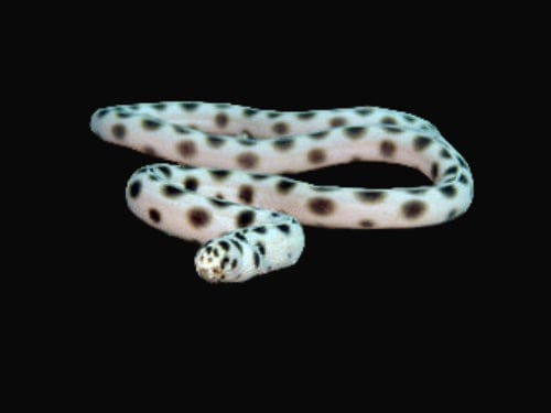 Eel: Spotted Snake
