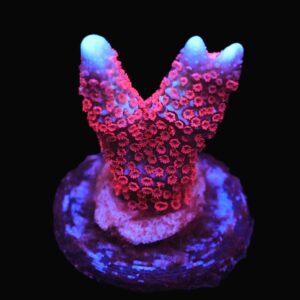 SDC Monti: Superman Digi Cult